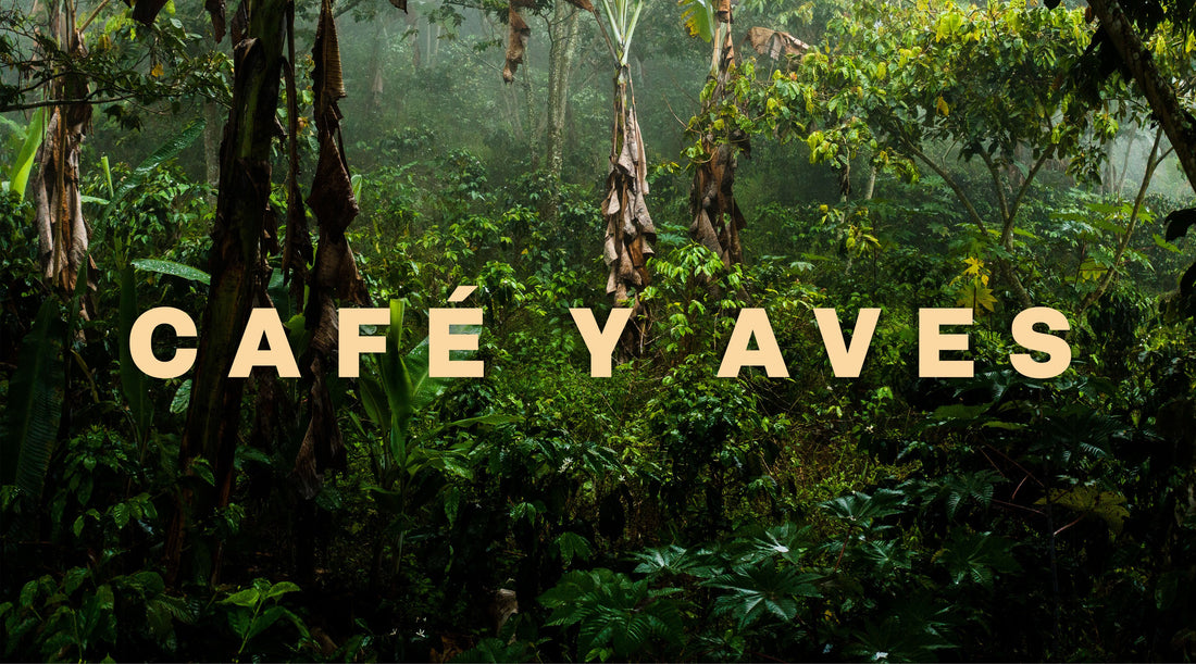 Café Y Aves Film image