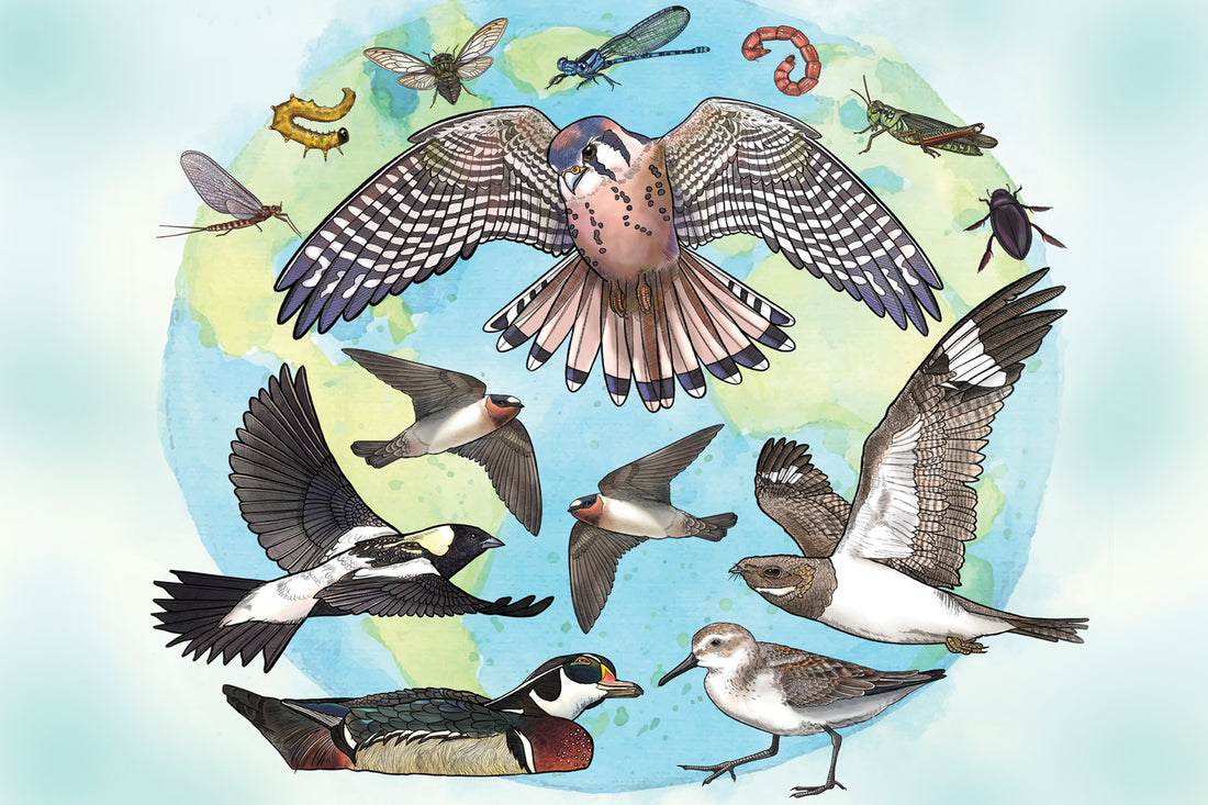 Protect bugs, Protect birds