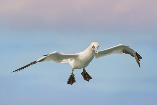 Northern Gannet
