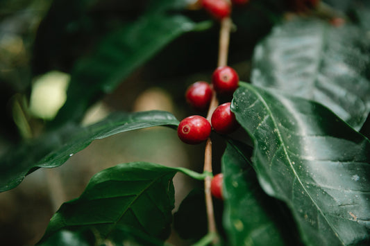 Coffee beans on plant