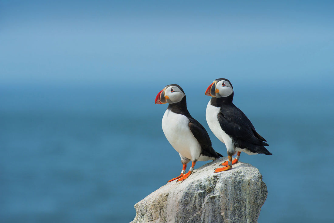 Puffin image