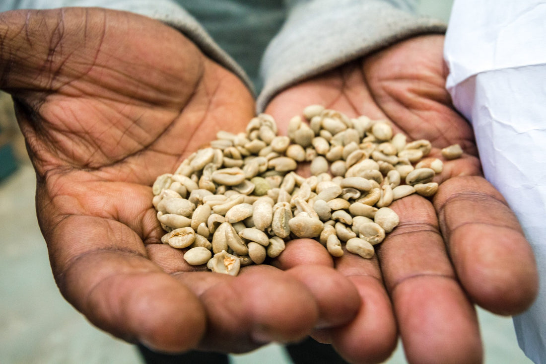 Hands holding green coffee beans
