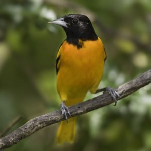 Baltimore Oriole