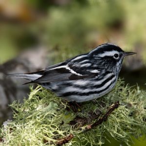 Black and White Warbler