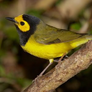 Hooded Warbler