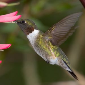 Ruby-throated Hummingbird