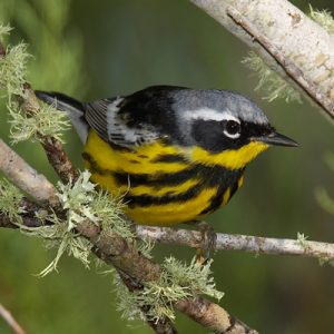 Magnolia Warbler