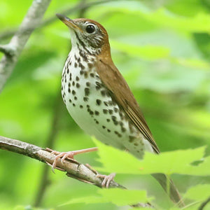 Wood Thrush
